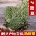 马蹬草还阳草中药材冷背中药材大全批发零售