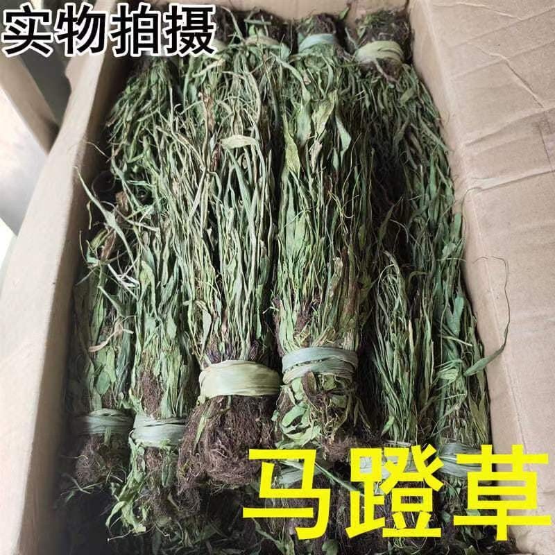 马蹬草还阳草中药材冷背中药材大全批发零售