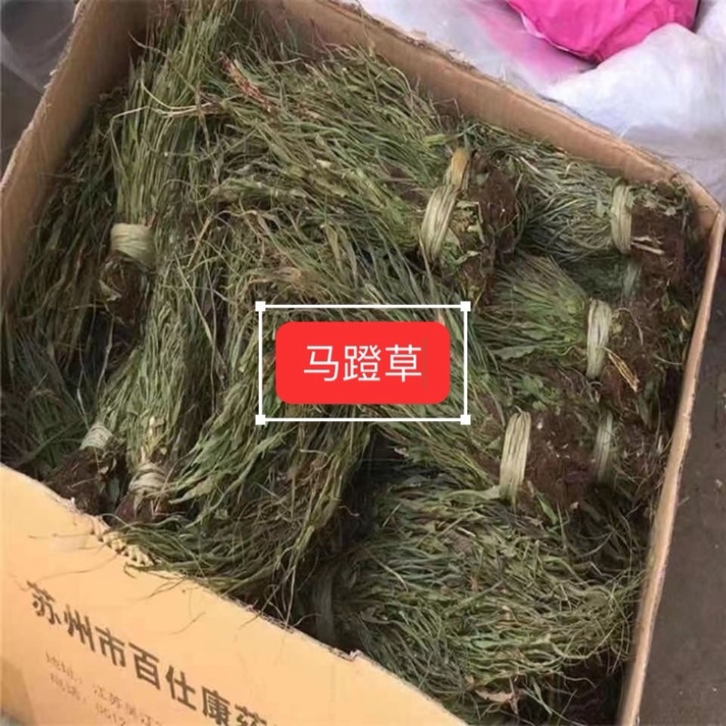 马蹬草还阳草中药材冷背中药材大全批发零售