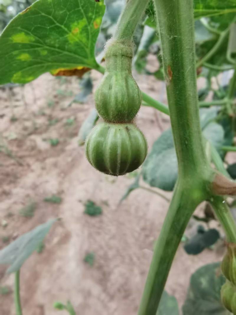 文玩葫芦！葫芦在手，福禄我有！各式精品葫芦！价格详谈！