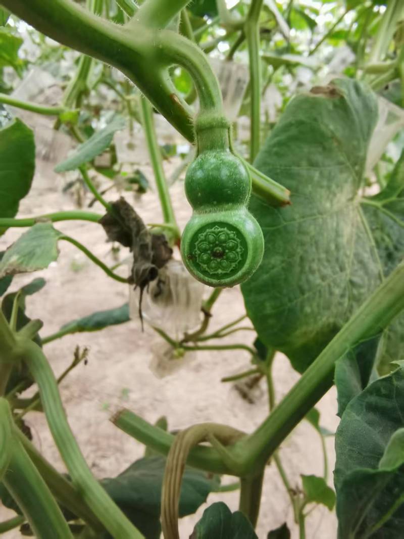 文玩葫芦！葫芦在手，福禄我有！各式精品葫芦！价格详谈！