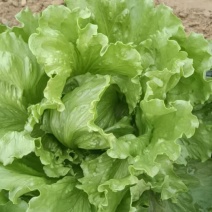 【球生菜】北京延庆自种大量出货雷达、101，欢迎联系考察
