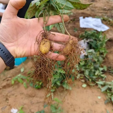 金果榄种苗根茎粗壮，基地直发，提供技术，欢迎来电咨询