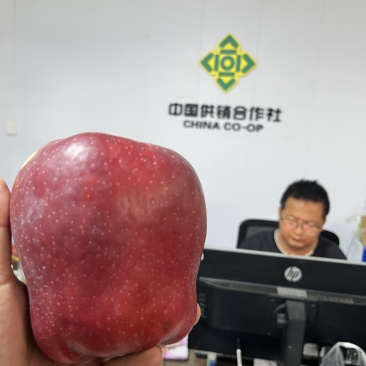 甘肃天水花牛苹果一件代发
