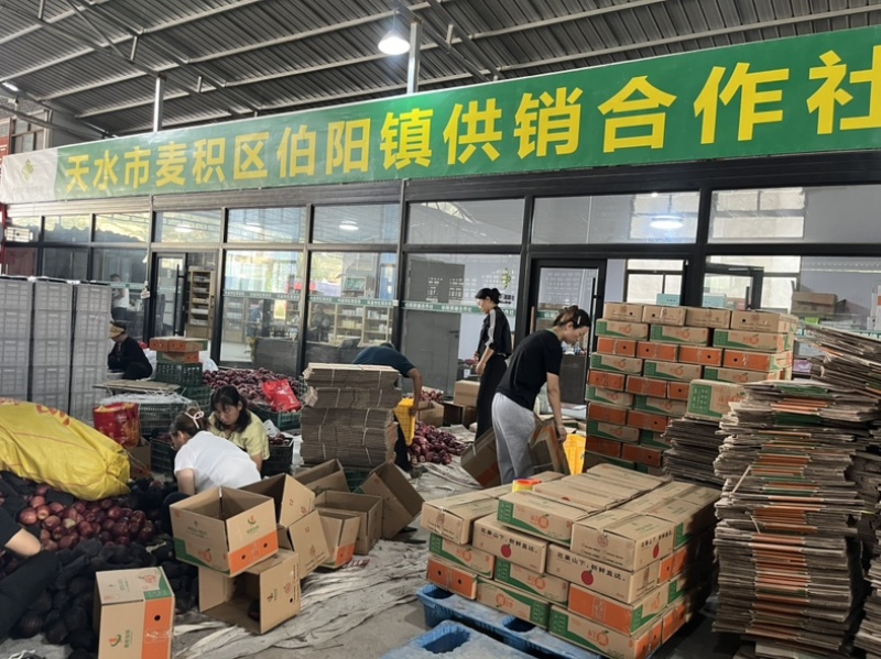 甘肃天水花牛苹果一件代发