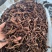 骨碎补野生正品新货骨碎补粉中药材贵州巴崖姜石姜申姜毛姜猴
