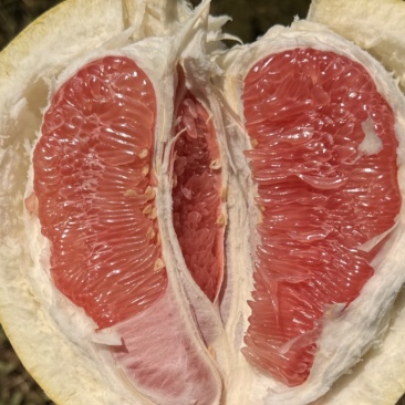 平和琯溪蜜柚坂仔核心产区产品，大量现货