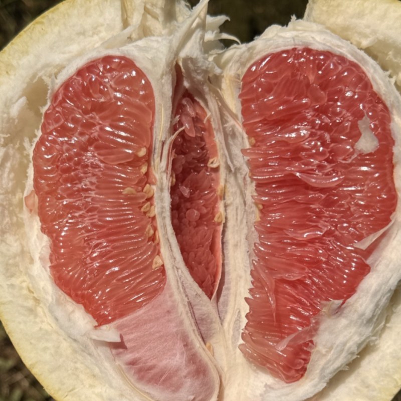 平和琯溪蜜柚坂仔核心产区产品，大量现货