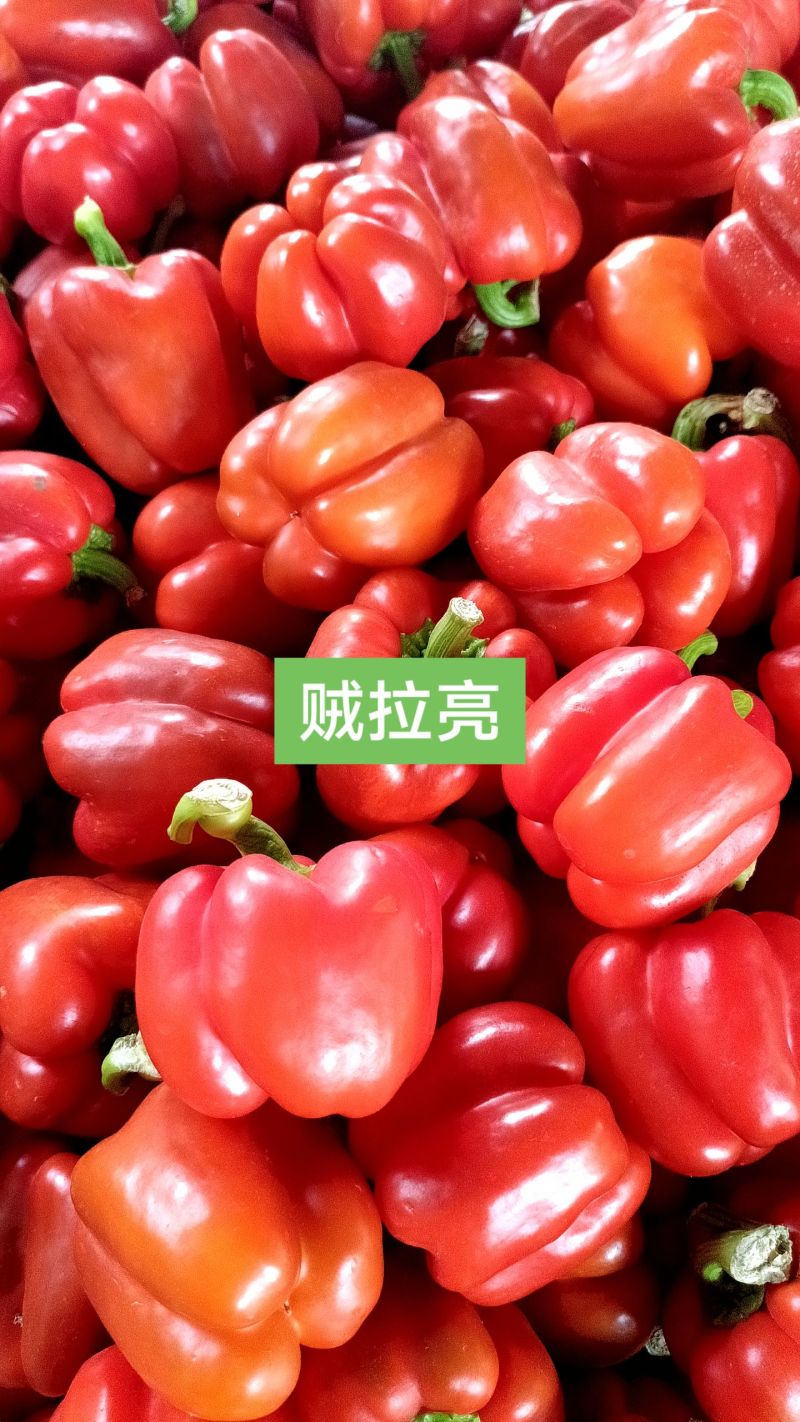 红彩椒