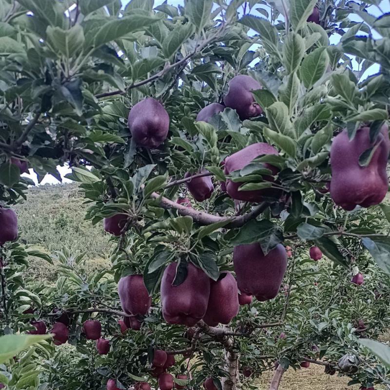 花牛苹果，香甜可口，美味。