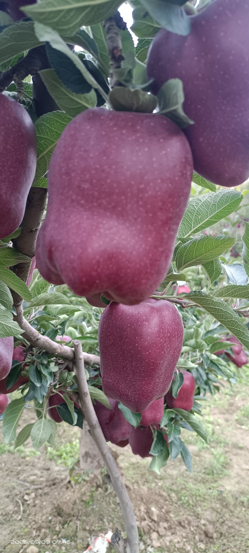 花牛苹果，香甜可口，美味。