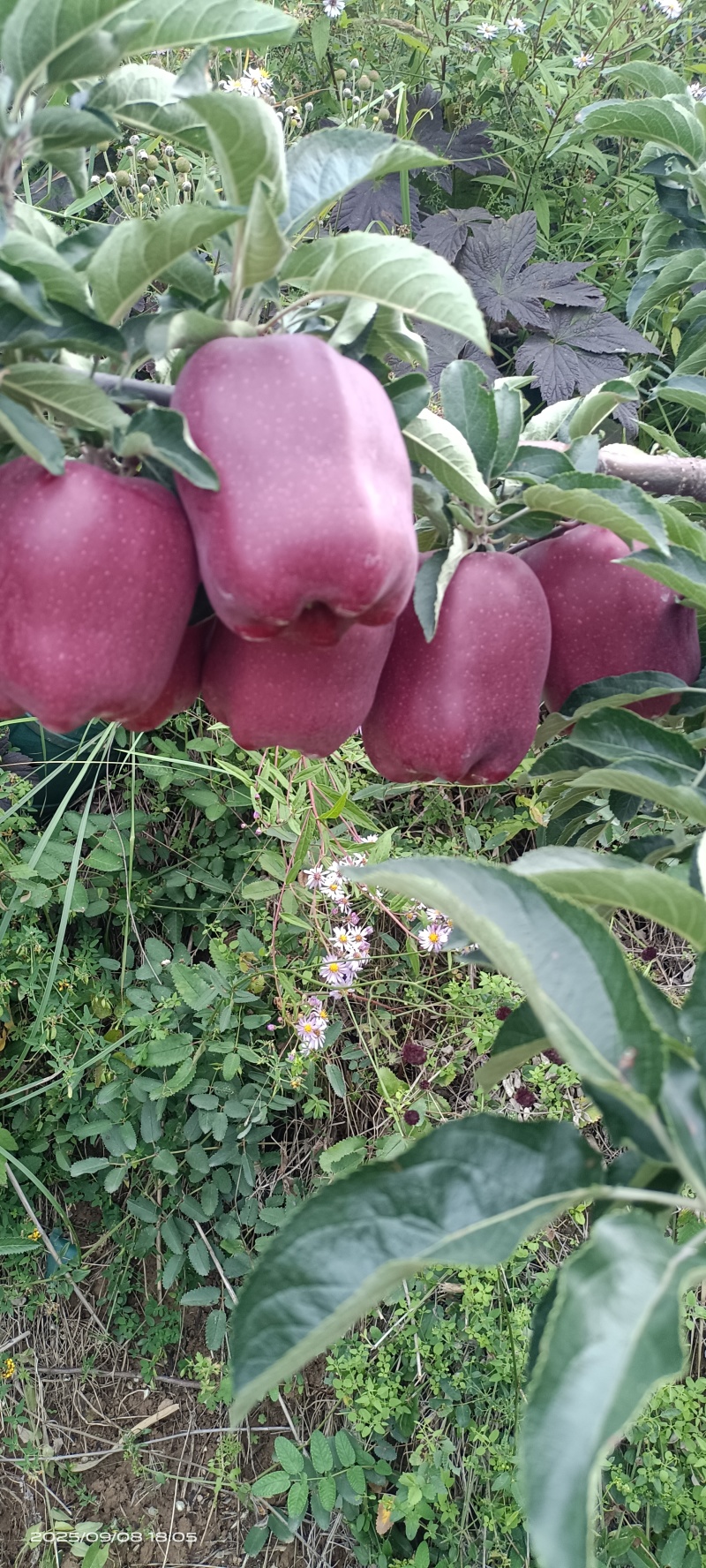 花牛苹果，香甜可口，美味。