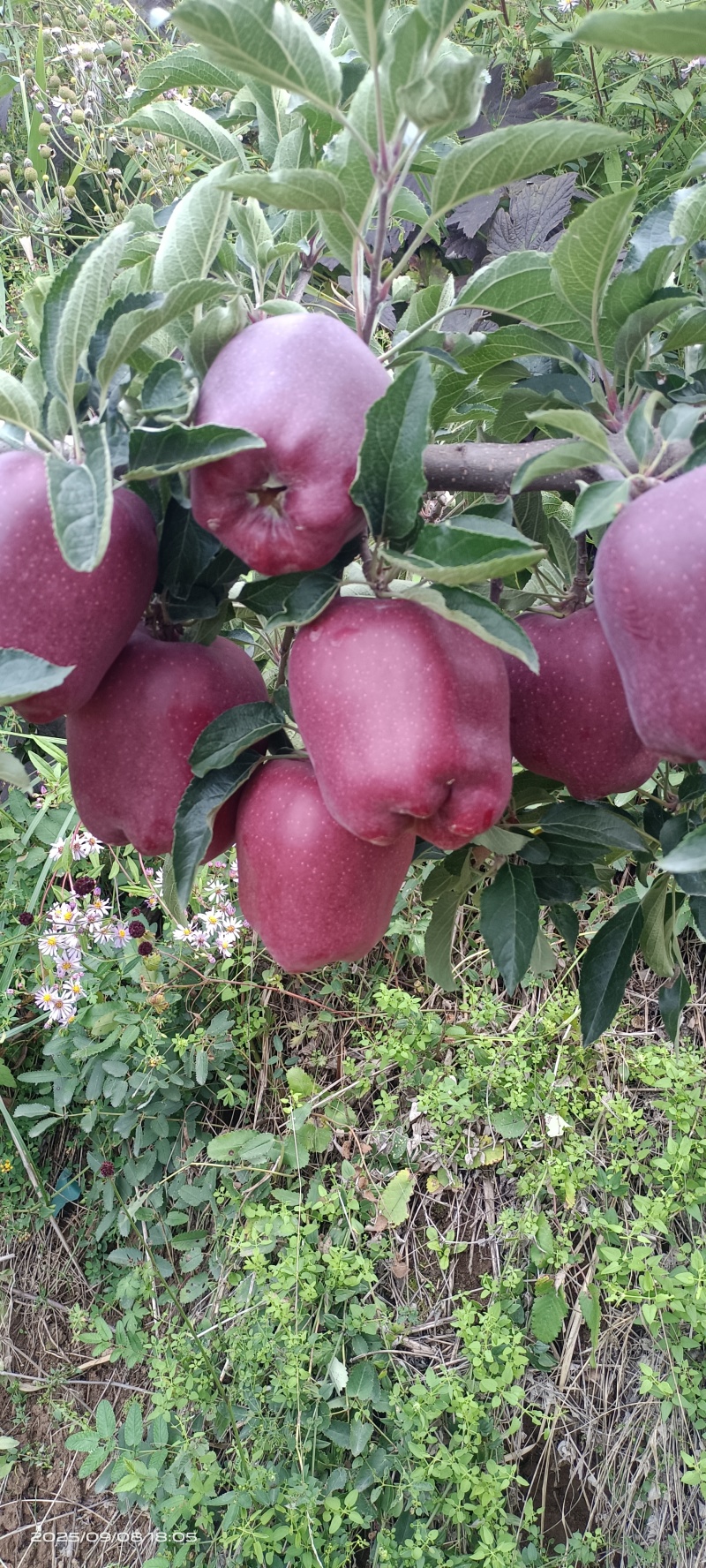 花牛苹果，香甜可口，美味。