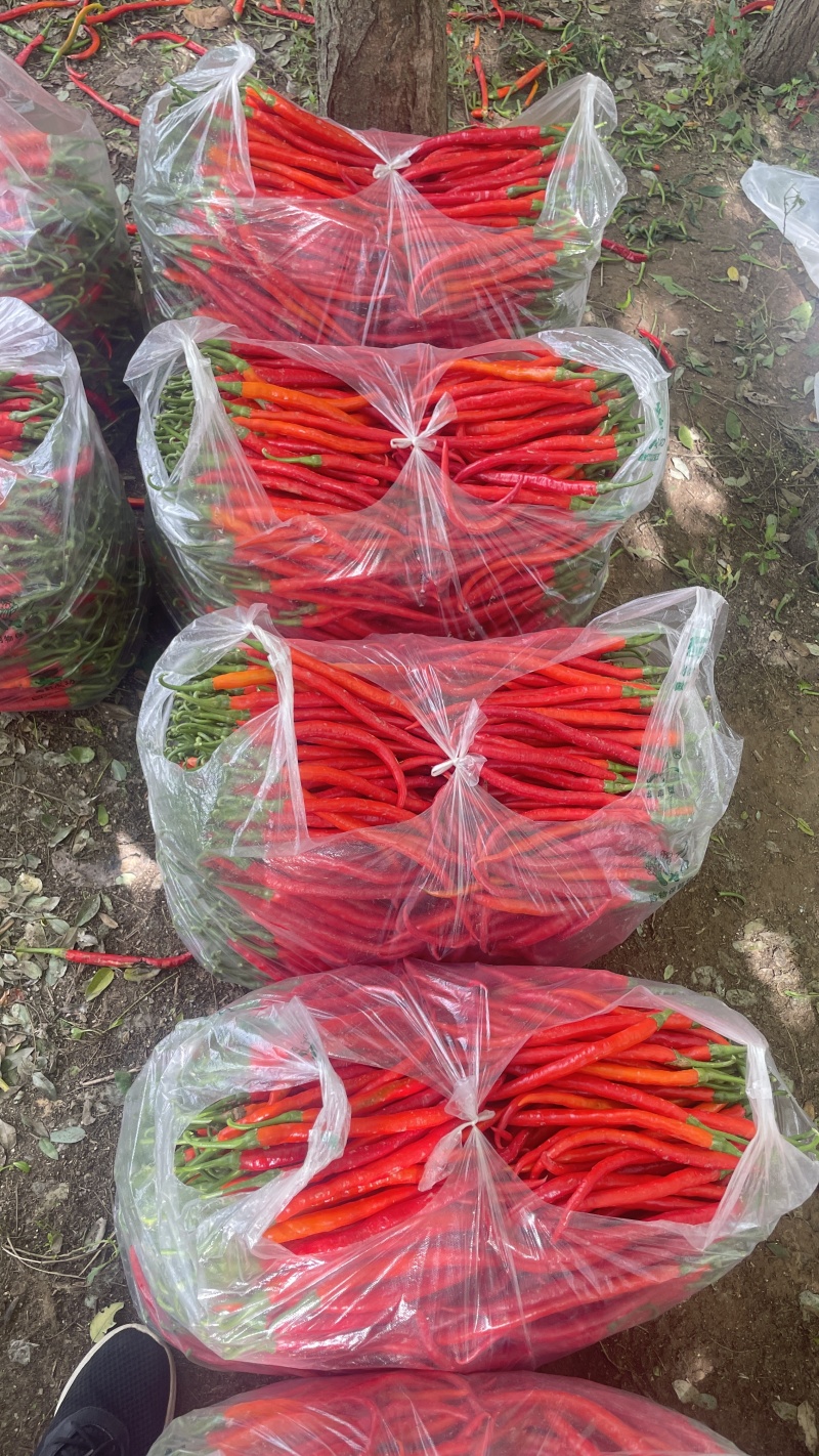 三号红线椒大量上市，市场加工厂