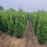【2025年蜀桧优选】性价比高2米蜀桧