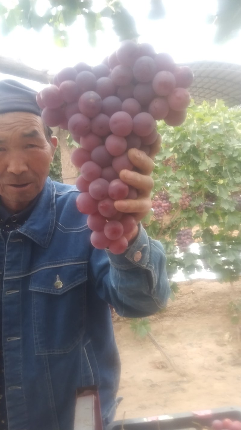精品沙漠红提葡萄