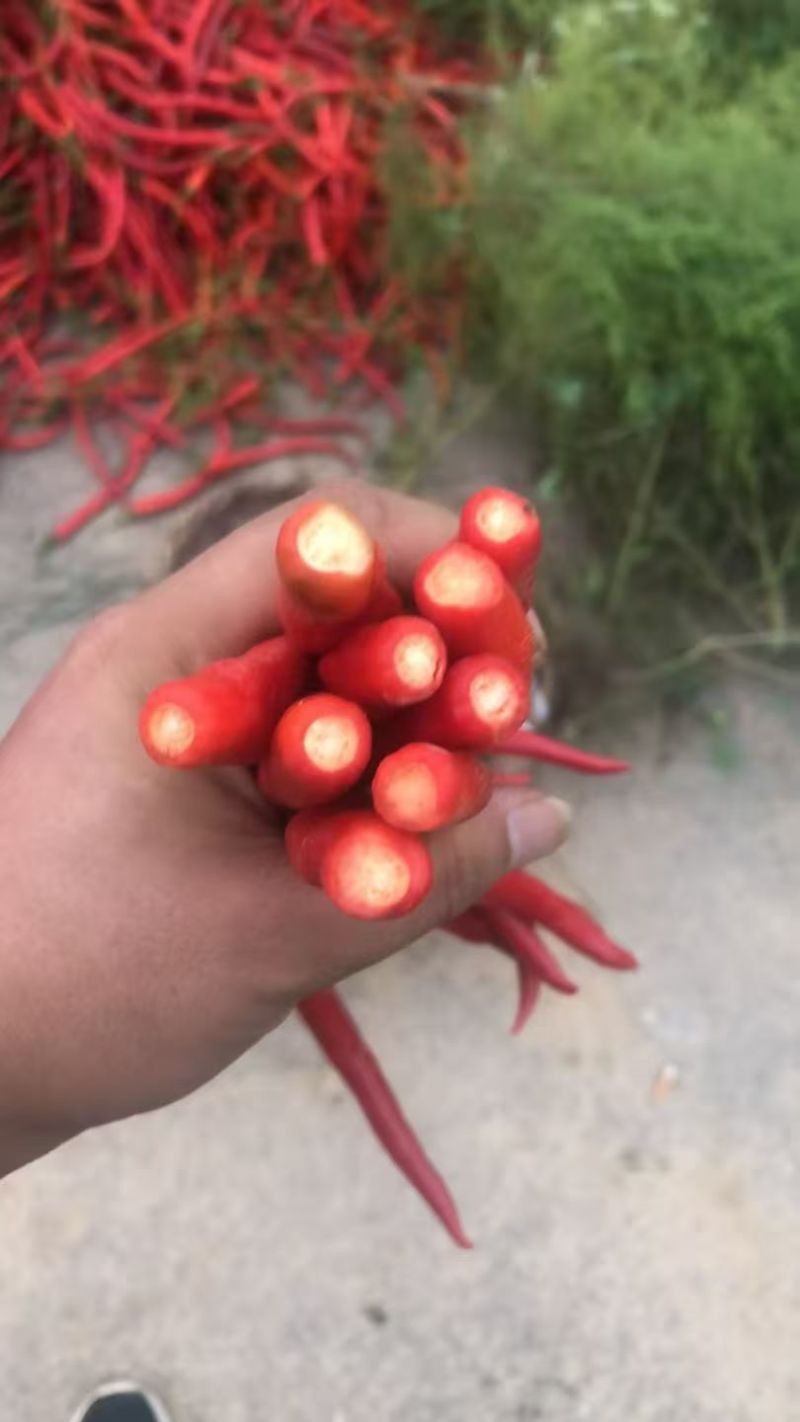 三号红线椒大量上市，市场加工厂