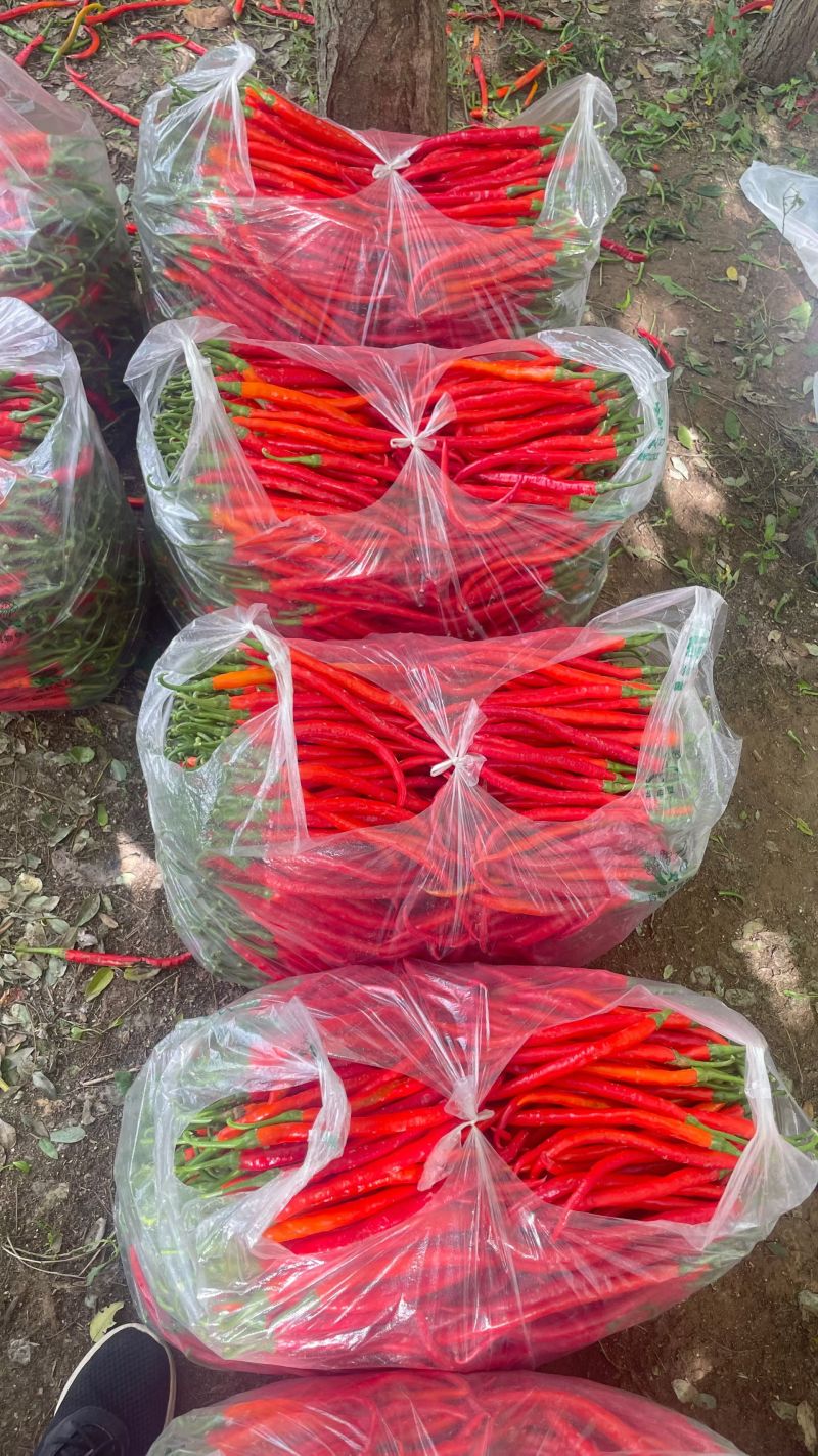 三号红线椒大量上市，市场加工厂