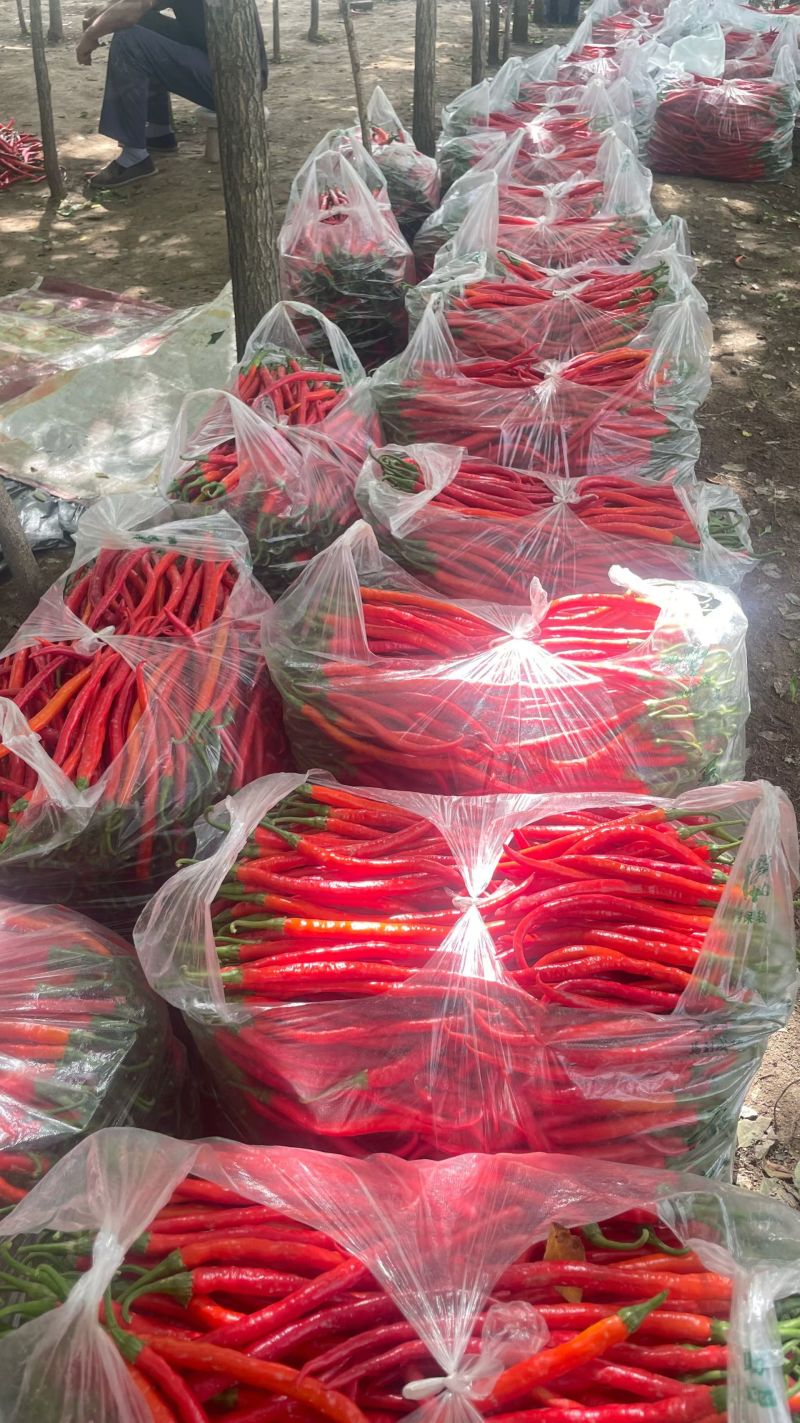 三号红线椒大量上市，市场加工厂