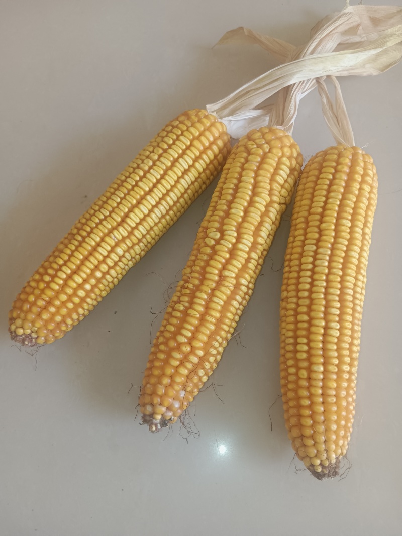 黄玉米品质保证量大从优支持视频看货选货