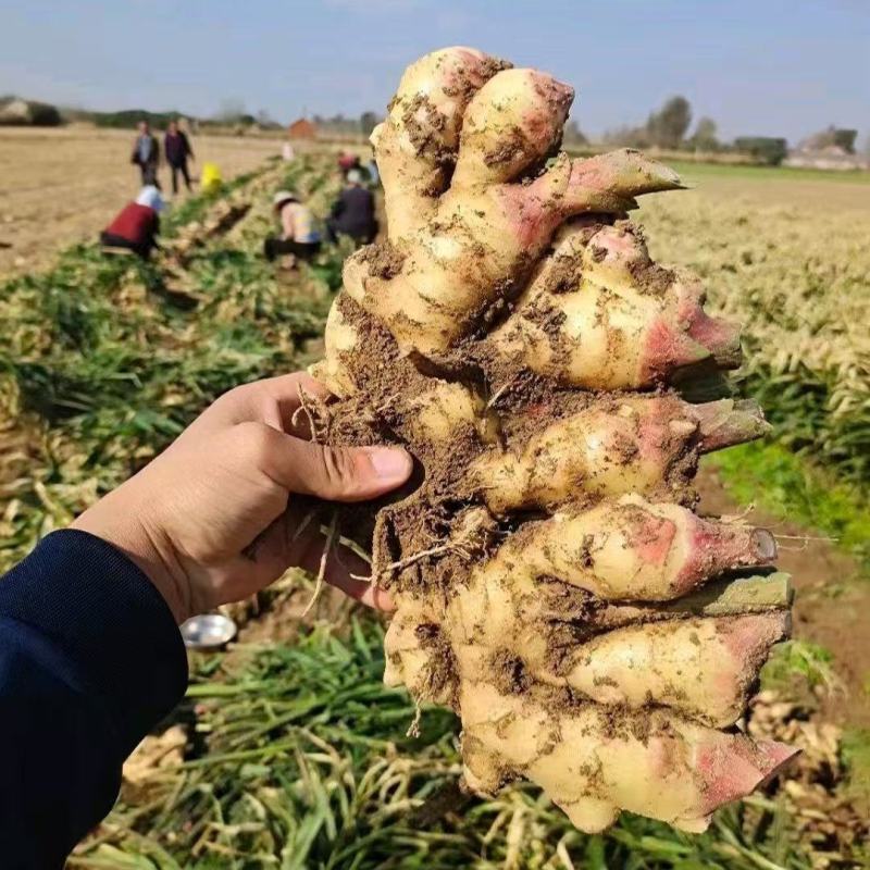 鲜姜红芽姜入库存窖窖口出租【块头大辣味足】产地直发
