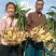 鲜姜红芽姜入库存窖窖口出租【块头大辣味足】产地直发