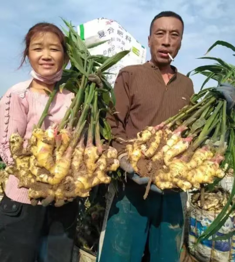 鲜姜红芽姜入库存窖窖口出租【块头大辣味足】产地直发