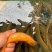 黄鳝鱼菲律宾野生土黄鳝进口商每天鲜活到货8-10吨