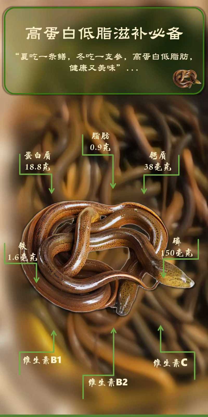 黄鳝鱼菲律宾野生土黄鳝进口商每天鲜活到货8-10吨