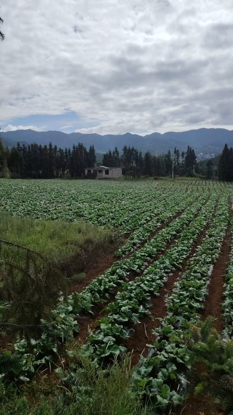 红菜苔正式上市