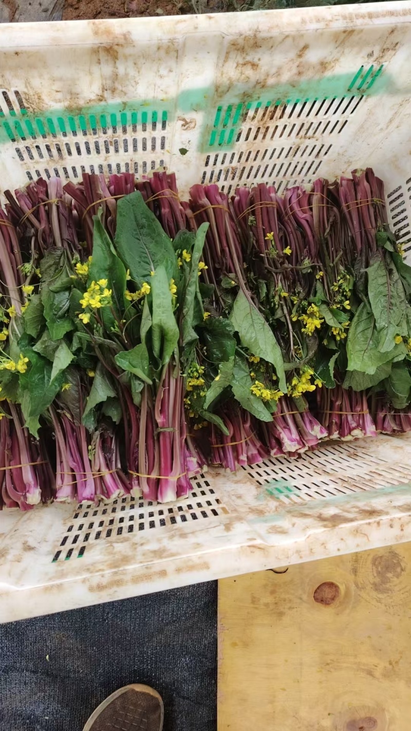 红菜苔正式上市