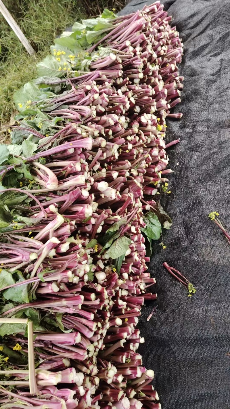 红菜苔正式上市