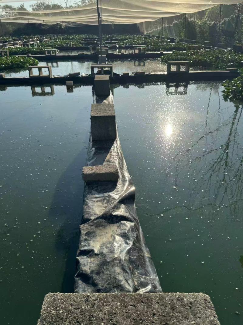东锦碌仔乌龟冷水养殖东锦龟大量有货量大价优龟仔