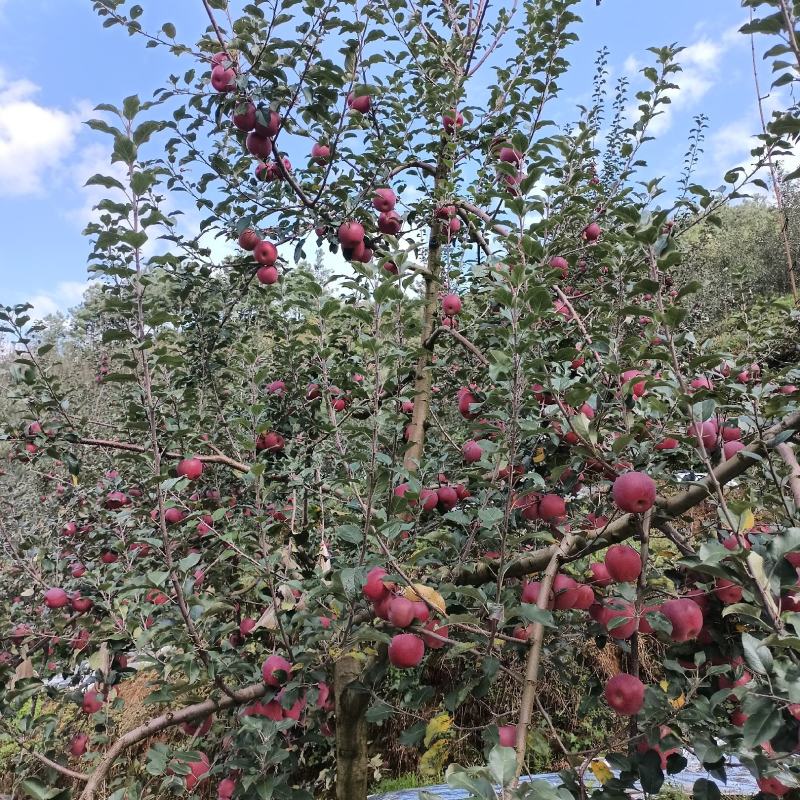 2001对接批发零售代收代卖种植基地大量走货