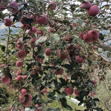 2001对接批发零售代收代卖种植基地大量走货