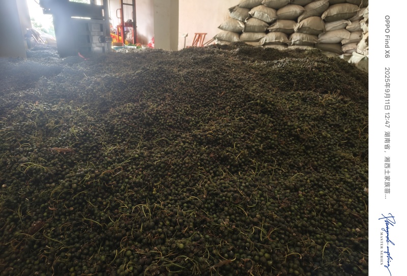 倒苗多花大姜型黄精种子