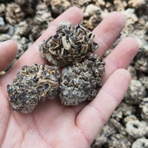 核桃菌猴脑菌1:15泡发率黑红色