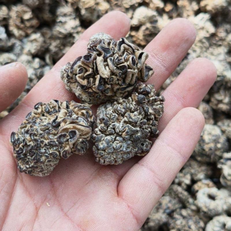 核桃菌猴脑菌1:15泡发率黑红色