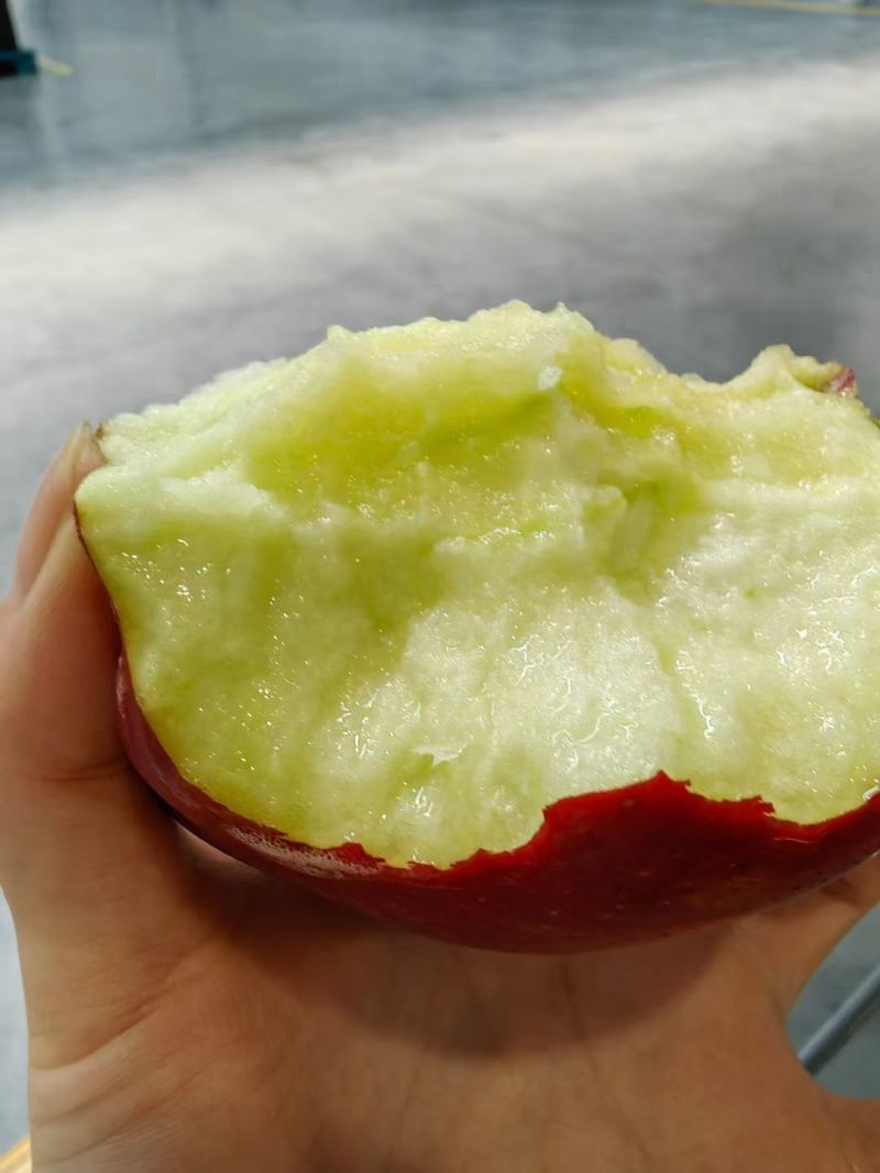甘肃天水，礼县花牛，红富士