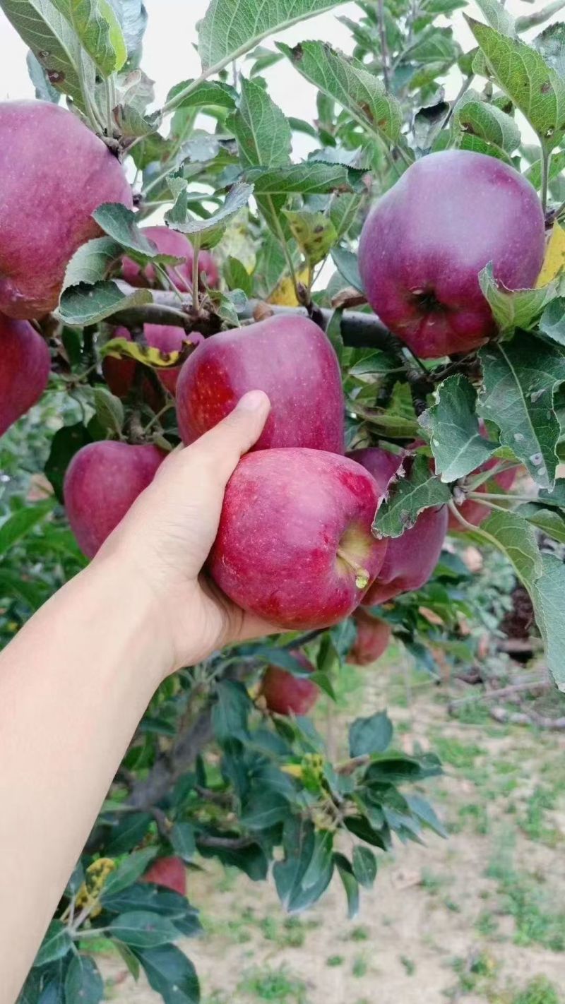甘肃天水，礼县花牛，红富士