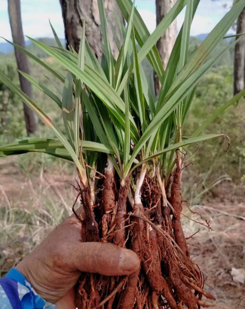 仙茅种苗