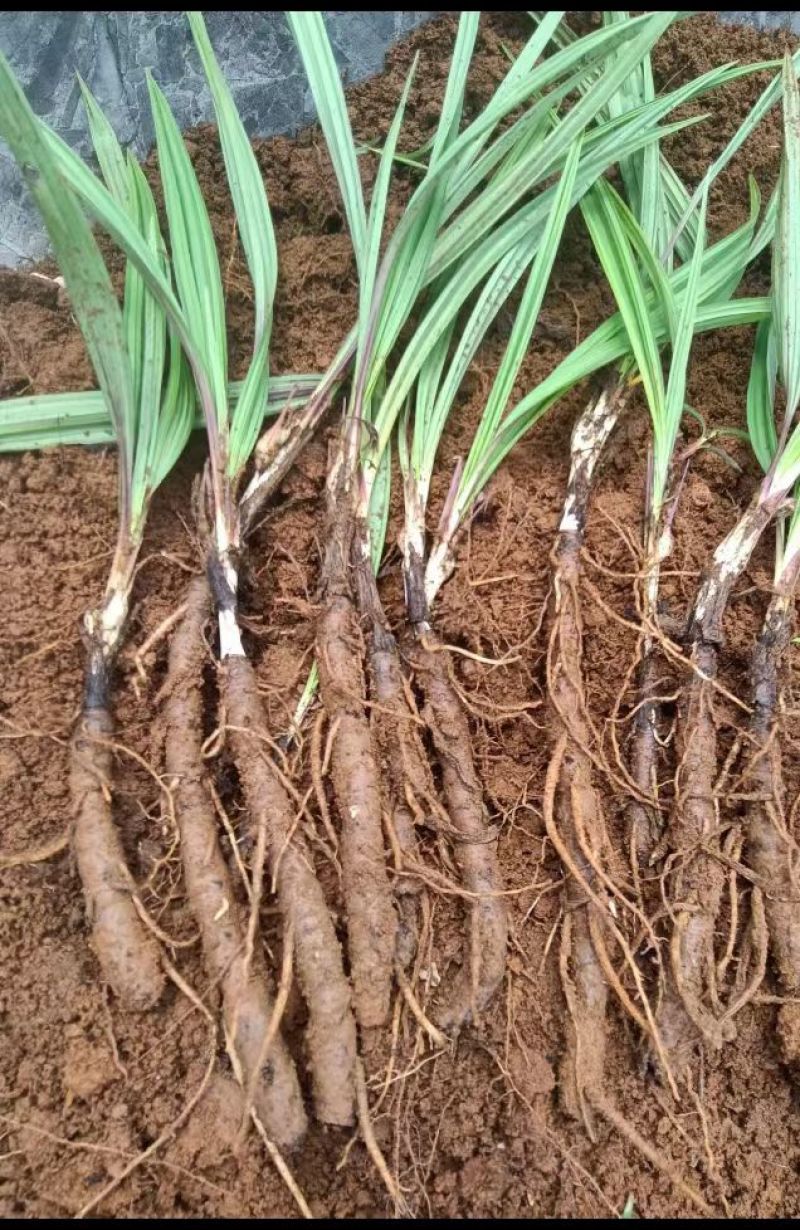 仙茅种苗