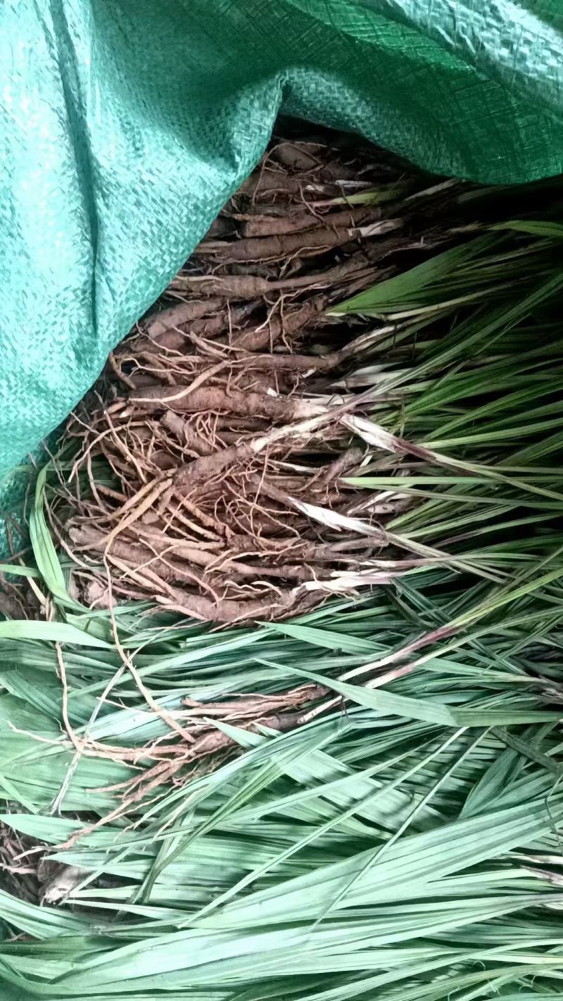 仙茅种苗
