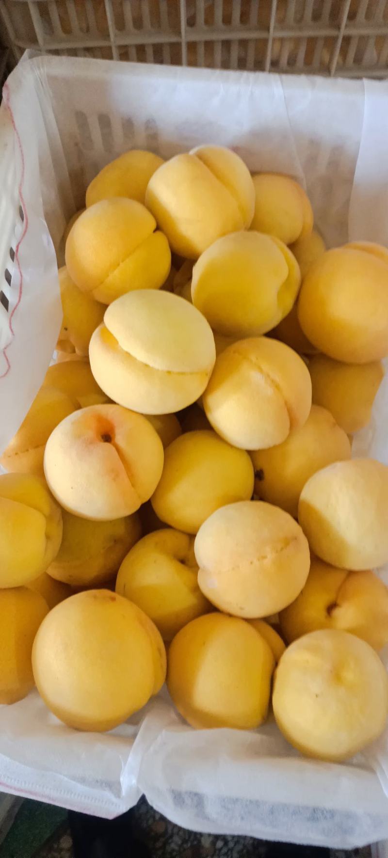 西瑞黄桃