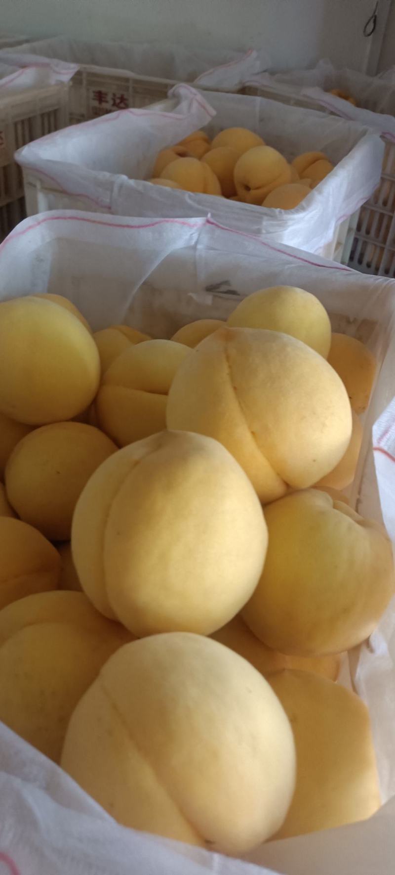 西瑞黄桃