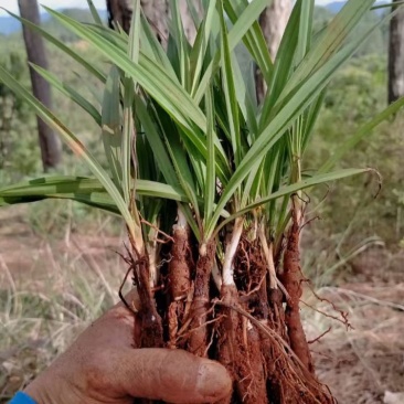 仙茅种苗