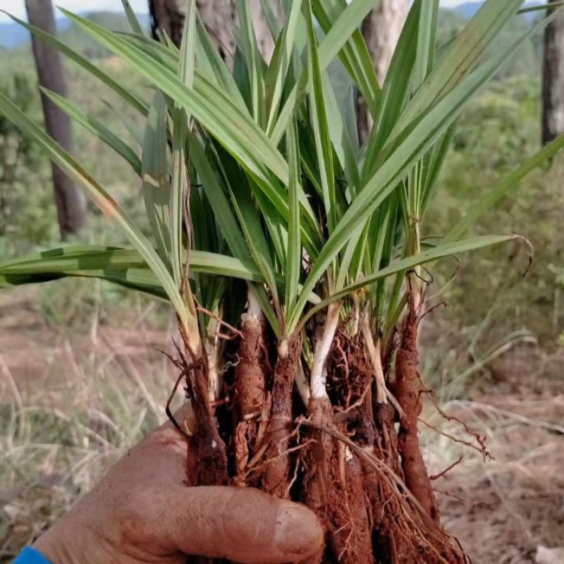 仙茅种苗