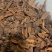 金锁阳批发锁阳整根切片泡茶可打粉泡酒料锁阳个批发代发无硫