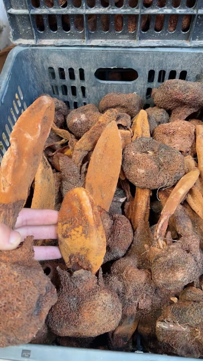 金锁阳批发锁阳整根切片泡茶可打粉泡酒料锁阳个批发代发无硫