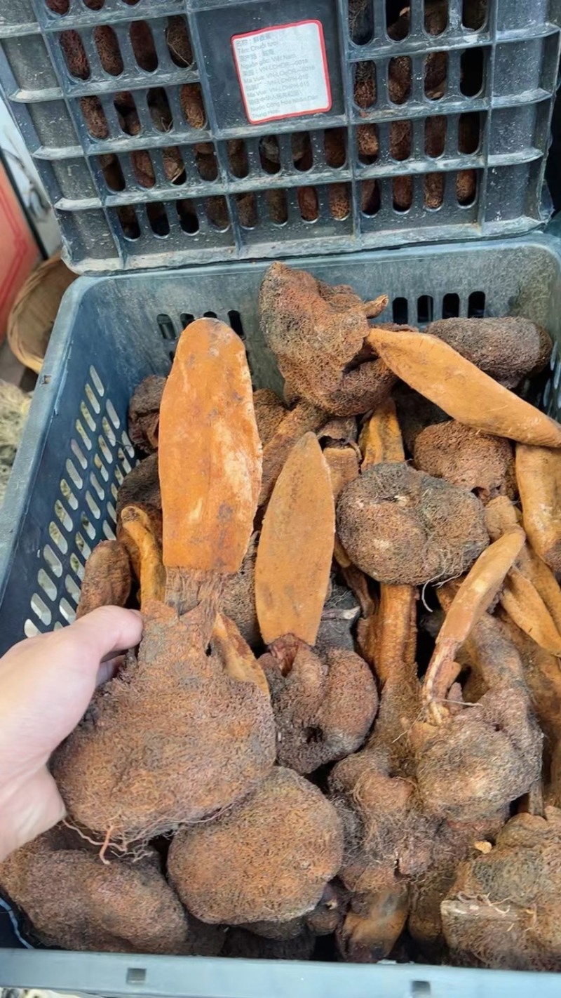 金锁阳批发锁阳整根切片泡茶可打粉泡酒料锁阳个批发代发无硫